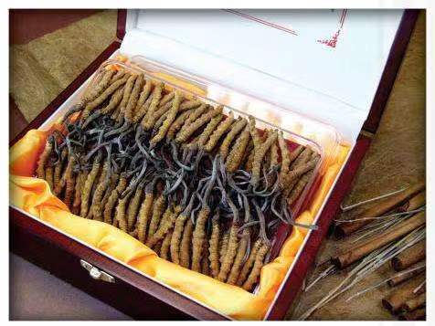 河西区街道冬虫夏草回收